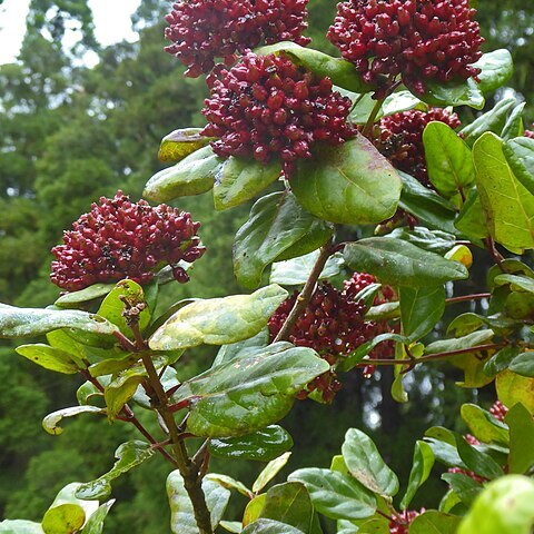 Viburnum treleasei unspecified picture