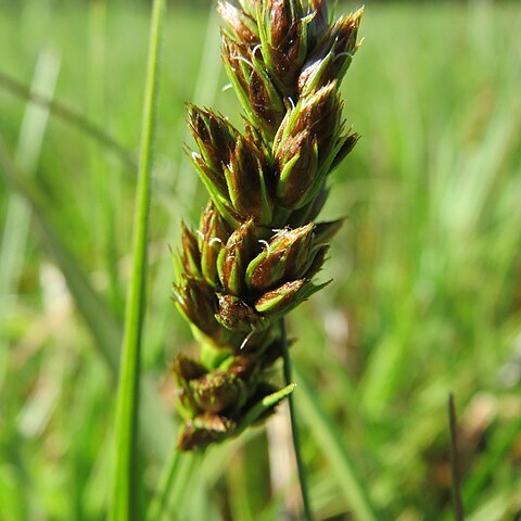 Carex cuprina unspecified picture