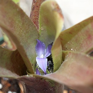 Neoregelia mucugensis unspecified picture