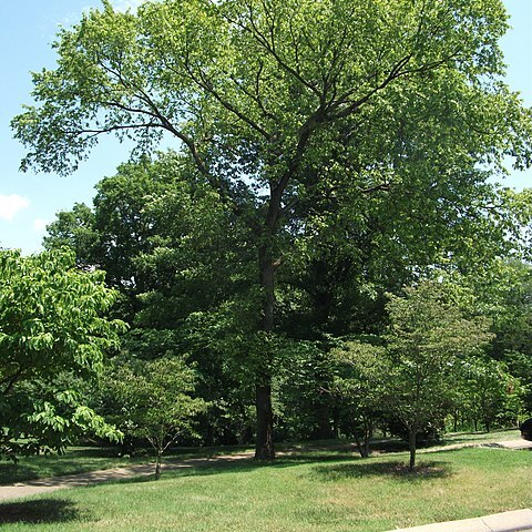 Ulmus serotina unspecified picture