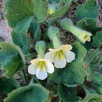 Mabrya acerifolia unspecified picture