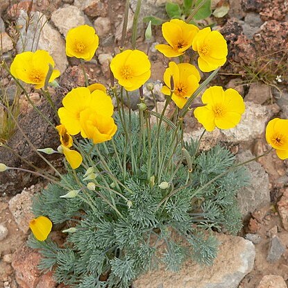 Eschscholzia glyptosperma unspecified picture