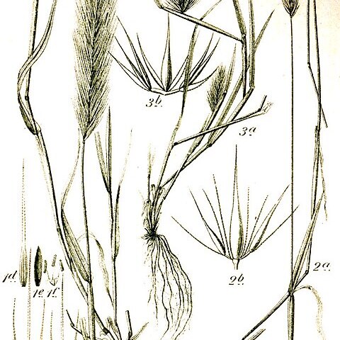 Hordeum unspecified picture