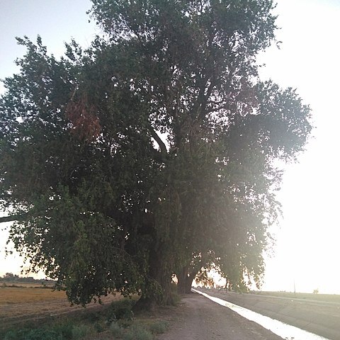 Populus mexicana unspecified picture