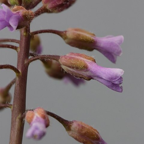 Boechera sparsiflora unspecified picture