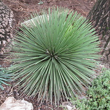 Agave stricta unspecified picture