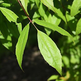 Acer mandshuricum unspecified picture