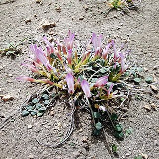 Astragalus paradoxus unspecified picture