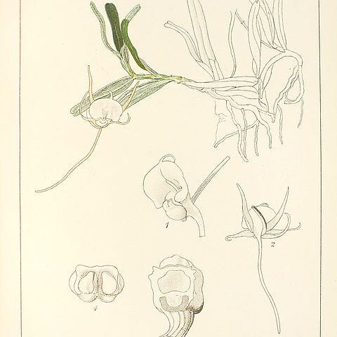 Angraecum conchiferum unspecified picture