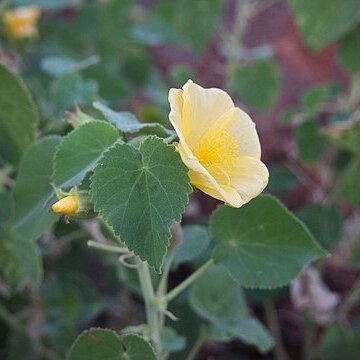 Abutilon fraseri unspecified picture