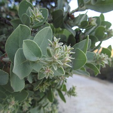 Arctostaphylos auriculata unspecified picture