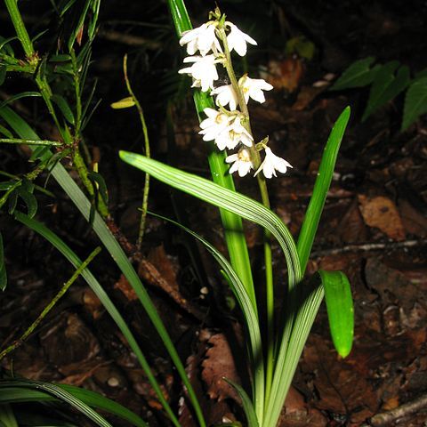 Ophiopogon planiscapus unspecified picture