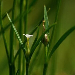 Klackenbergia stricta unspecified picture