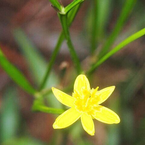 Tricoryne anceps unspecified picture