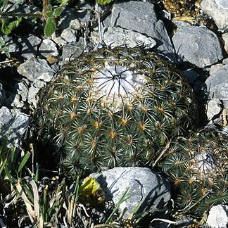 Turbinicarpus ysabelae unspecified picture