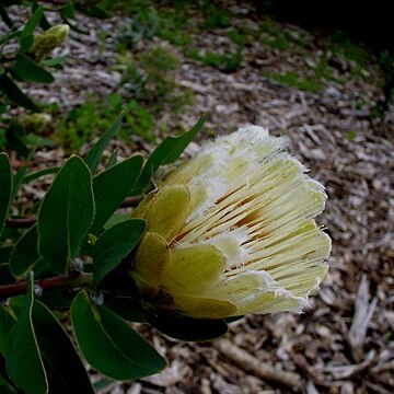 Protea mundii unspecified picture