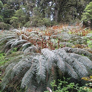 Polystichum vestitum unspecified picture