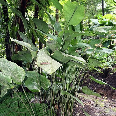 Philodendron guttiferum unspecified picture