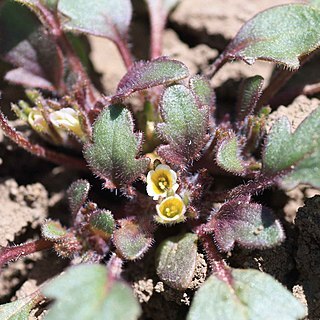 Phacelia scopulina unspecified picture