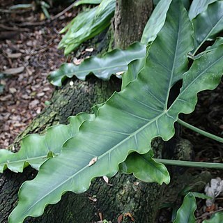 Philodendron stenolobum unspecified picture