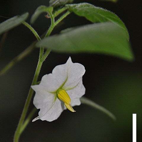 Solanum evolvuloides unspecified picture