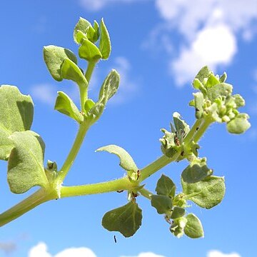 Sclerophylax trispermus unspecified picture