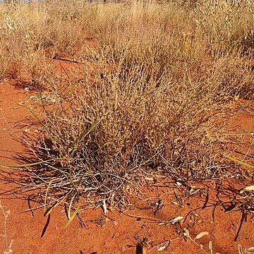 Scaevola parviflora unspecified picture