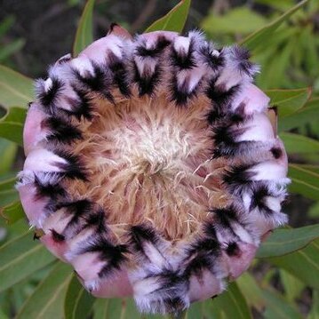 Protea unspecified picture