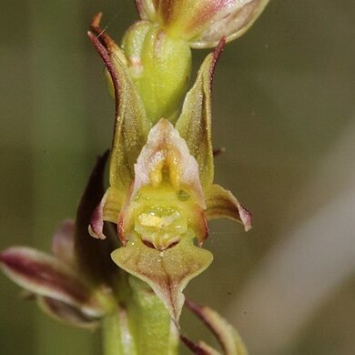 Prasophyllum frenchii unspecified picture