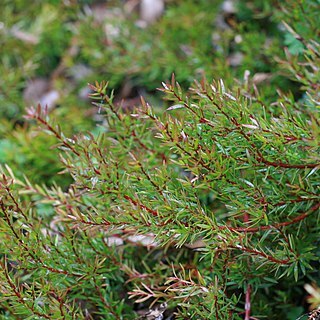 Persoonia oxycoccoides unspecified picture