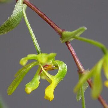 Platyrhiza quadricolor unspecified picture