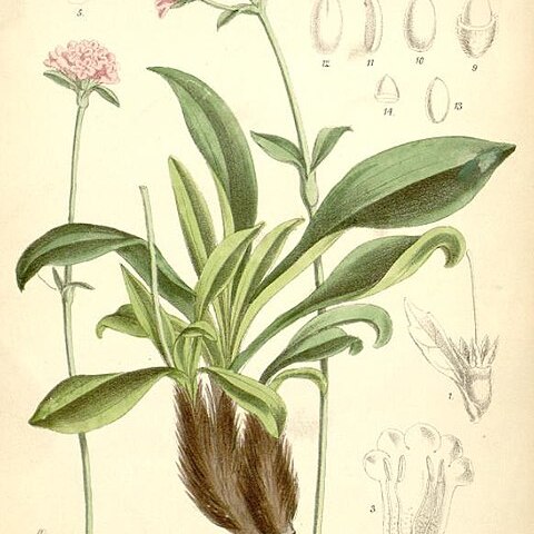 Nardostachys jatamansi unspecified picture