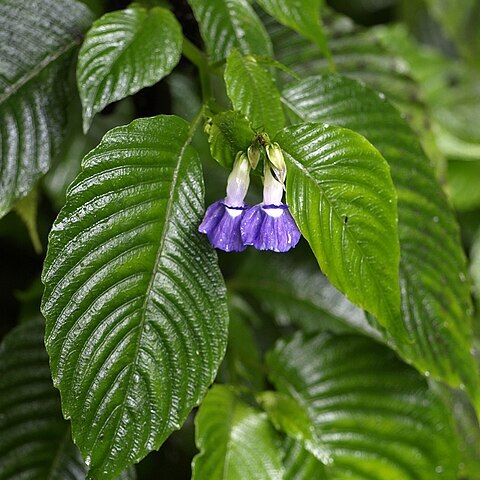 Rhynchoglossum azureum unspecified picture