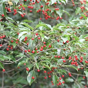 Ilex pedunculosa unspecified picture