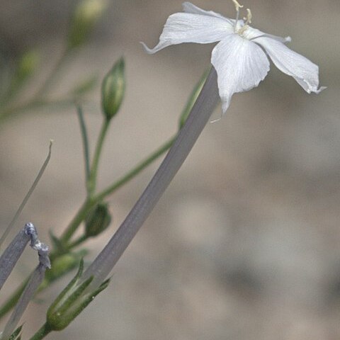 Ipomopsis longiflora unspecified picture