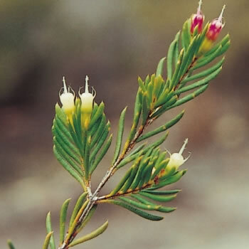 Homoranthus croftianus unspecified picture