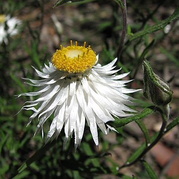 Helichrysum leucopsideum unspecified picture