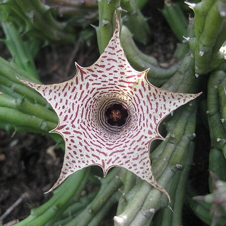 Huernia occulta unspecified picture