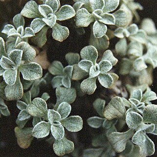 Helichrysum confertum unspecified picture