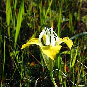 Moraea macronyx unspecified picture