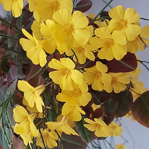 Oxalis hedysaroides unspecified picture