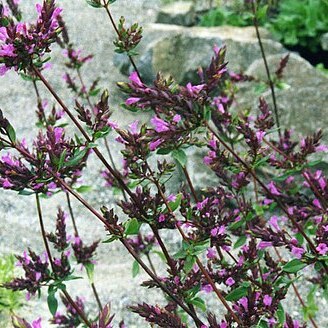 Origanum laevigatum unspecified picture