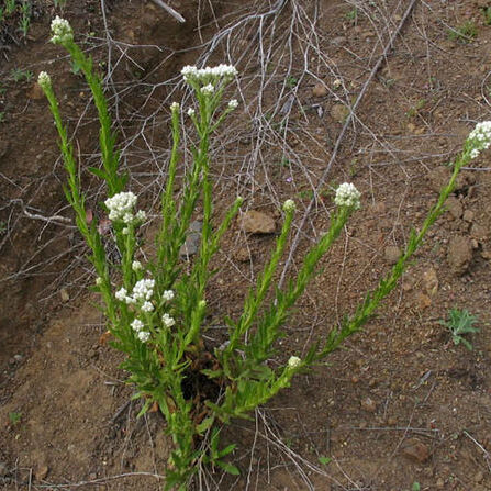 Pseudognaphalium unspecified picture