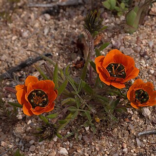 Gorteria diffusa subsp. calendulacea unspecified picture