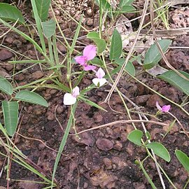 Galactia tenuiflora unspecified picture