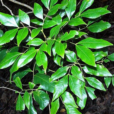 Archidendron muellerianum unspecified picture