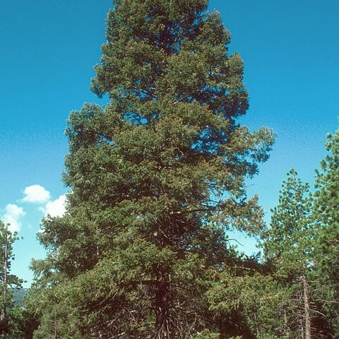 Pseudotsuga menziesii var. glauca unspecified picture