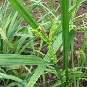 Carex flaccosperma unspecified picture