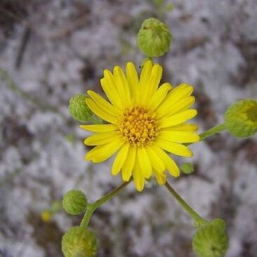 Chrysopsis floridana unspecified picture