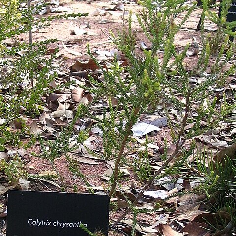 Calytrix chrysantha unspecified picture